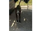 Adopt Rudy (Gunner) a Great Dane, Mixed Breed