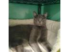 Adopt ECLIPSE - FFPR a Russian Blue