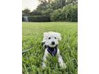 Adopt Bill a Poodle, Bichon Frise