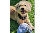 Adopt Dennis a Poodle, Labradoodle