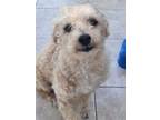 Adopt Wyatt a Poodle, Bichon Frise