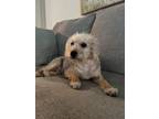 Adopt Gilbert a Poodle, Bichon Frise