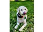 Adopt Ralph a Poodle, Labradoodle