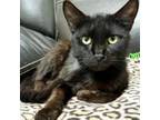 Adopt Davey a Domestic Short Hair