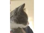 Adopt Peanut a Domestic Short Hair