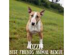 Adopt Ozzie a Bull Terrier