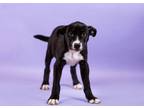 Adopt Link a Labrador Retriever, Mixed Breed