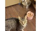 Adopt Jack a Domestic Short Hair