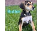 Adopt Butler a Dachshund
