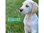Adopt Elliott a Dachshund