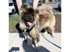 Adopt Locke a Akita, Mixed Breed