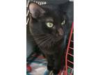 Adopt Spooky a Domestic Short Hair