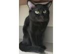 Adopt Gus a Domestic Short Hair