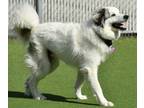 Adopt Loki a Great Pyrenees, Mixed Breed