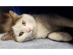 Adopt Michael a Domestic Short Hair