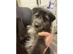 Adopt Austin a Terrier, Mixed Breed