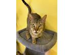 Adopt Dodge 10243 a Domestic Short Hair