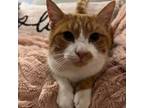 Adopt Chester a Domestic Short Hair