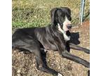 Adopt Quinn a Great Dane