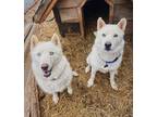 Adopt Sherlock and Watson a Husky