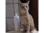 Adopt OCyrus Cat a Domestic Short Hair