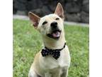 Adopt Webster: COH-A-9386 a Mixed Breed