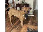 Adopt Roscoe a Black Mouth Cur