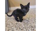 Adopt SQUEEKS a American Shorthair