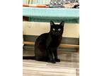 Adopt Beau a Domestic Short Hair