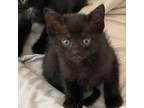 Adopt Cupcake *Bonded with Gelato* a Domestic Short Hair