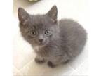 Adopt Gelato *Bonded with Cupcake* a Domestic Short Hair