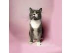 Adopt Edison a American Shorthair