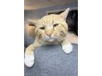 Adopt Mr Bojangles a Domestic Short Hair