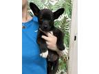 Adopt Warlock a German Shepherd Dog, Labrador Retriever