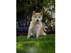 Adopt Fergus a Shiba Inu