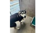 Adopt Dopey a Husky