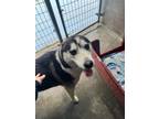 Adopt Doc a Husky