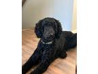 Adopt Harley a Standard Poodle