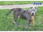 Adopt Big Jack a Pit Bull Terrier