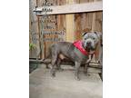 Adopt Big Jack a Pit Bull Terrier