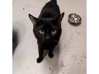 Adopt Sokka a Domestic Short Hair