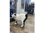 Adopt Cat Man a Manx