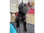 Adopt Squeak a American Shorthair