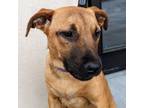 Adopt Oha a Mixed Breed