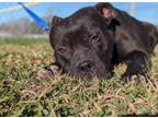 Adopt Timmy a Pit Bull Terrier