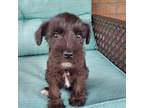 Schnauzer (Miniature) Puppy for sale in Trinity, NC, USA