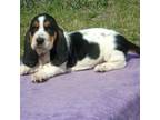 Basset Hound Puppy for sale in Kansas City, MO, USA