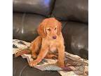 Golden Retriever Puppy for sale in Minneapolis, MN, USA
