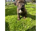 Cane Corso Puppy for sale in Rochester, NY, USA