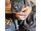 Cane Corso Puppy for sale in North Miami Beach, FL, USA